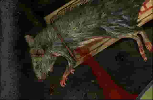 Bad Mojo Redux screenshot thumbnail screenshot 1