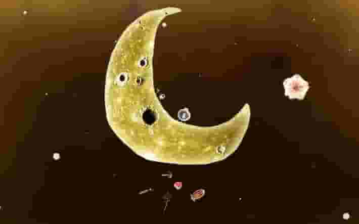 Botanicula screenshot thumbnail screenshot 3