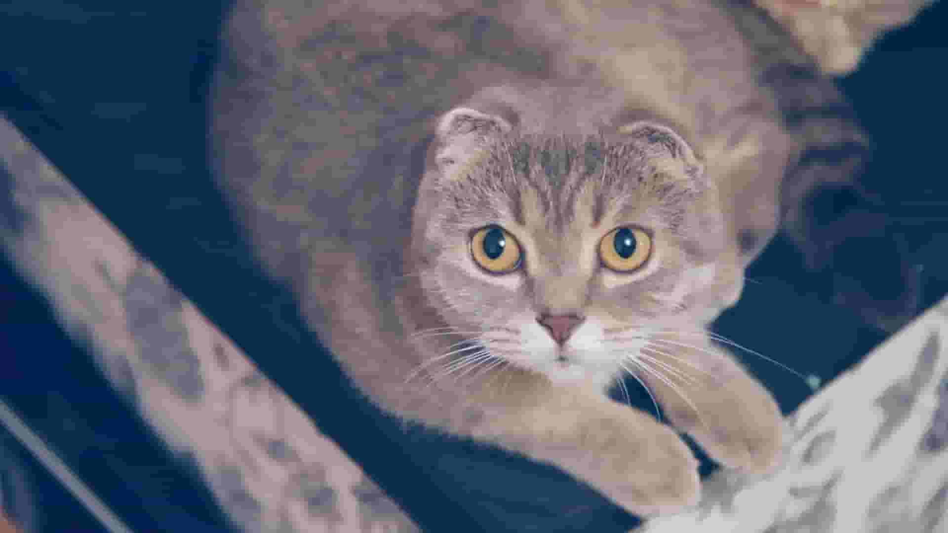 Make it indie! screenshot thumbnail screenshot 2