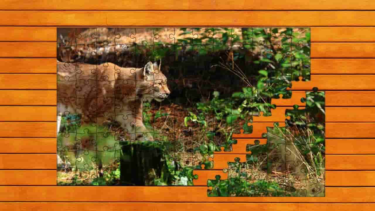 Wild Lynx Jigsaw screenshot thumbnail screenshot 0